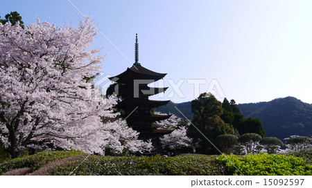 山口市，櫻花季節期間的國寶Rurikoji寺五層寶塔 15092597
