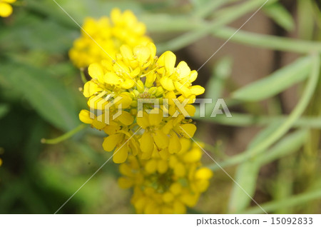 Rape blossoms 15092833