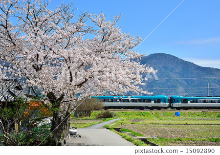 Railway train Sanin main line Kyoto mouth North Kinki Tango railway KTR Kyoto Tango rail 8000 series Sakura cherry blossoms in full bloom Railway train Sanin main line Kyoto mouth North Kinki Tango railway KTR Kyoto Tango rail 8000 series Sakura cherry blossoms in full bloom 15092890