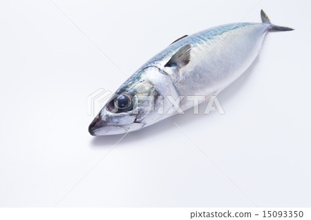 mackerel mackerel 15093350