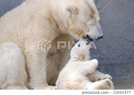 Shirokuma baby ③ 15093477