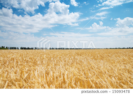 golden wheat ears. south Ukraine 15093478