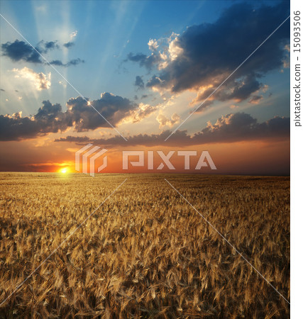 field of wheat in sunset time 15093506