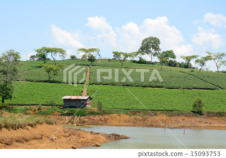 Green tea plantation landscape 15093753