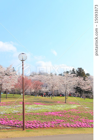 Akagi South side Senbon Sakura (Maebashi City, Gunma Prefecture) Akagi South side Senbon Sakura (Maebashi City, Gunma Prefecture) 15093873