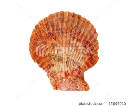 Seashell Seashell 15094010