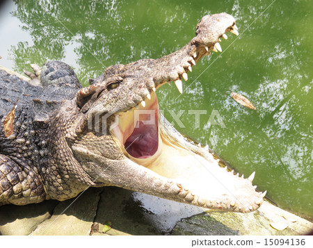 Crocodile with open mouth Crocodile with open mouth 15094136