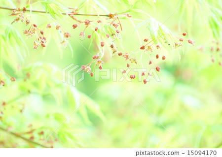 Iohamomoji的新鮮綠色和鮮花 15094170