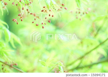 After the fresh green and flowers of Iohamomoji 15094171