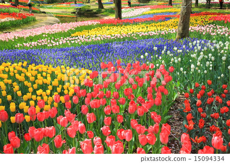 昭和紀念公園鬱金香 15094334