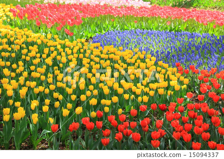 昭和紀念公園鬱金香 15094337