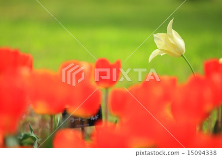 昭和紀念公園鬱金香 15094338