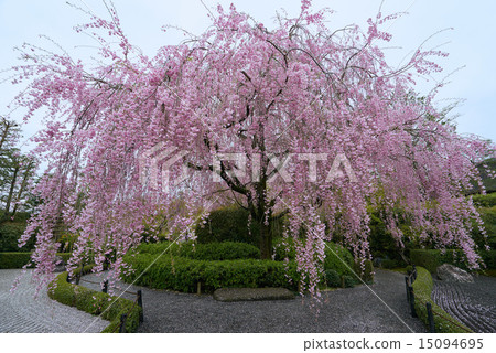 會眾大樓裡有紅色深褐色的櫻花 15094695