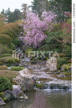 Gourd's pond and a weeping cherry 15094699