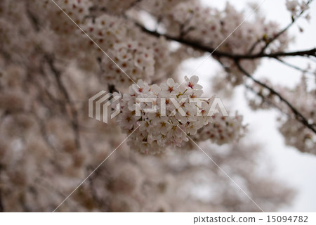 Cherry Blossoms Cherry Blossoms 15094782
