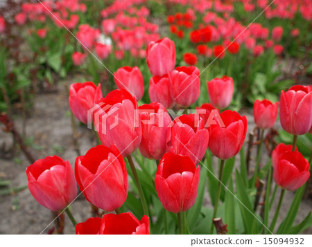 Tulips Tulips 15094932