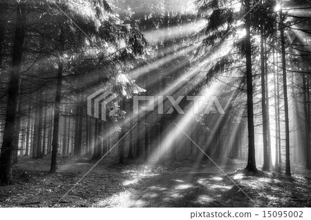God Beams - Conifer Forest At Early Morning God Beams - Conifer Forest At Early Morning 15095002