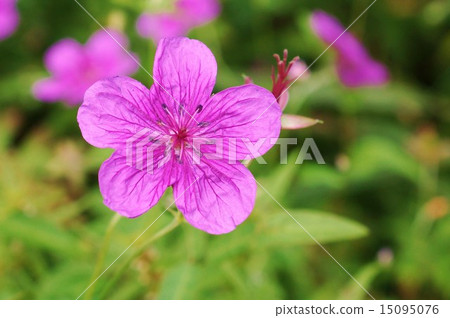 Takayama's Flower · Adorable Flower of Asamafukuro 1 Row · Horse Position Flower Up 15095076