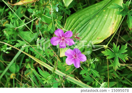 高山的花·淺山2環的可愛之花·橫向位置 高山的花·淺山2環的可愛之花·橫向位置 15095078