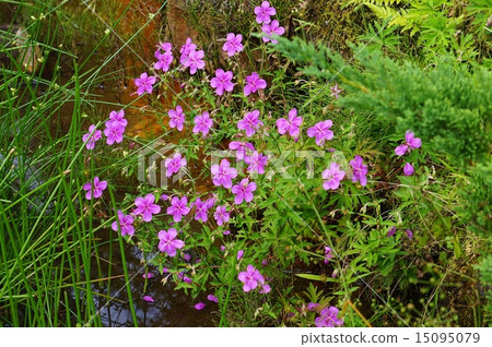 高山花的花朵·Asamufuro的可愛的花在水邊開花·水平位置 高山花的花朵·Asamufuro的可愛的花在水邊開花·水平位置 15095079