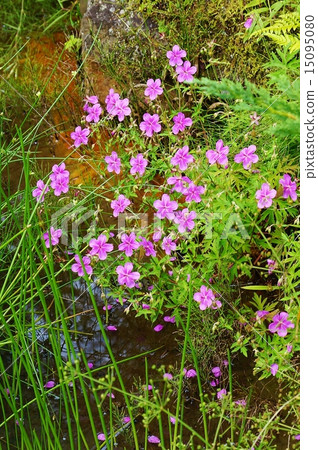 高山花的花朵·盛開在水面上的Asamufuro可愛的花·垂直位置 15095080