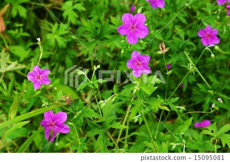 Asamafukuro,高山的花,芽和葉子的可愛的花·橫向位置 Asamafukuro,高山的花,芽和葉子的可愛的花·橫向位置 15095081