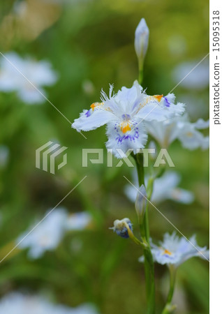 Shaga的花朵 15095318