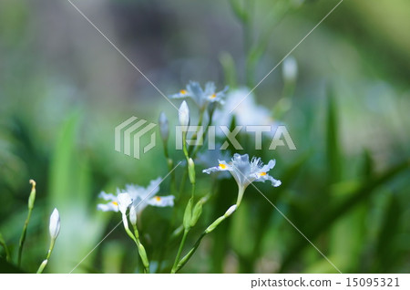 Shaga的花朵 15095321