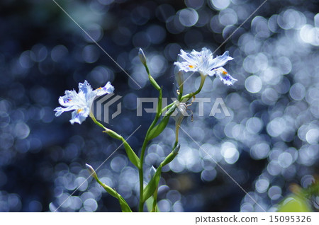 Shaga的花朵 15095326