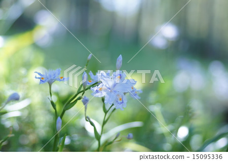 Shaga的花朵 15095336