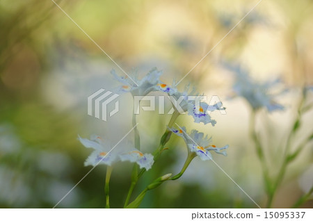 Shaga的花朵 15095337