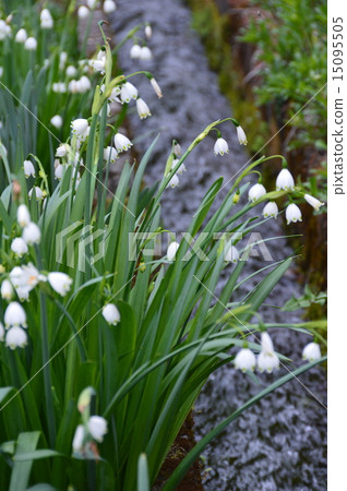 Snowdrop·水道（埼玉縣東集集村） 15095505