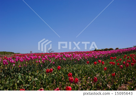 外圈的鬱金香 外圈的鬱金香 15095643