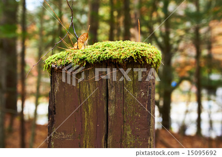 Moss grows on wooden pole 15095692