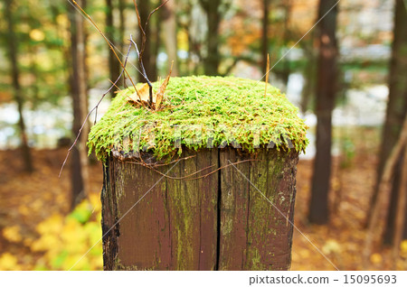 Moss grows on wooden pole 15095693