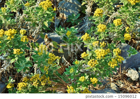 海邊花·isogiku花在岩石海灘聚集了·水平位置 15096012