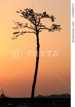 奇蹟的奇蹟 奇蹟的奇蹟 15096014