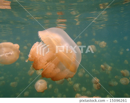 水母湖 水母湖 15096261
