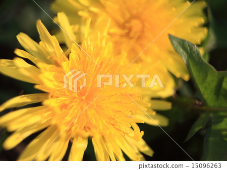 Dandelion Dandelion 15096263