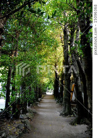 Bise Fukugi Namiki 15096368