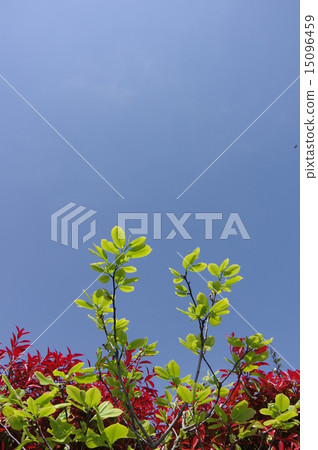 Fresh green season Fresh green season 15096459