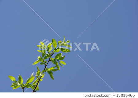新鮮的綠色年輕葉子 新鮮的綠色年輕葉子 15096460
