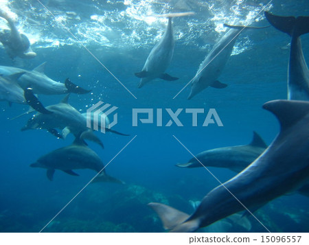 Dolphin of Mikurajima 15096557