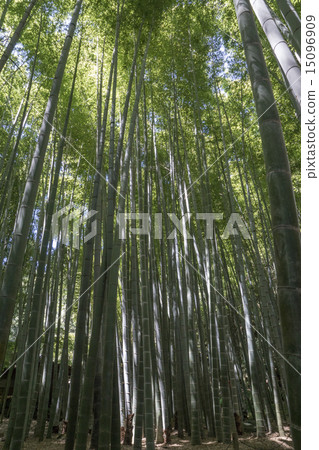 Bunkoji Bamboo Forest 15096909