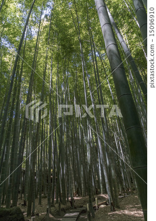 Bunkoji竹林 15096910