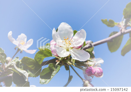 flower of apple 15097142