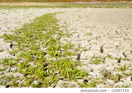 view to earth with cracks and grass 15097143