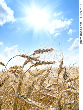 ears of ripe wheat with sun 15097484