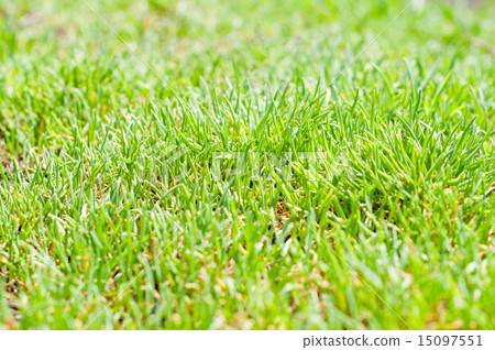 green grass closeup green grass closeup 15097551
