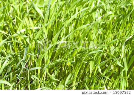 green grass closeup 15097552